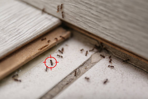 Best Affordable Pest Control Services  in Newcomerstown, OH