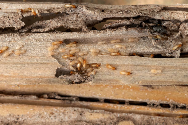 Best Pest Prevention Services  in Newcomerstown, OH